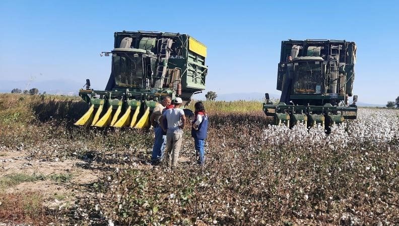Aydın’da papuğun toplama fiyatı belli oldu