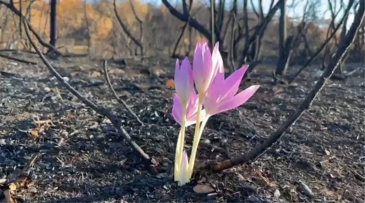 Bursa’da Yangın Sonrası Güz Çiğdemi Umut Oldu