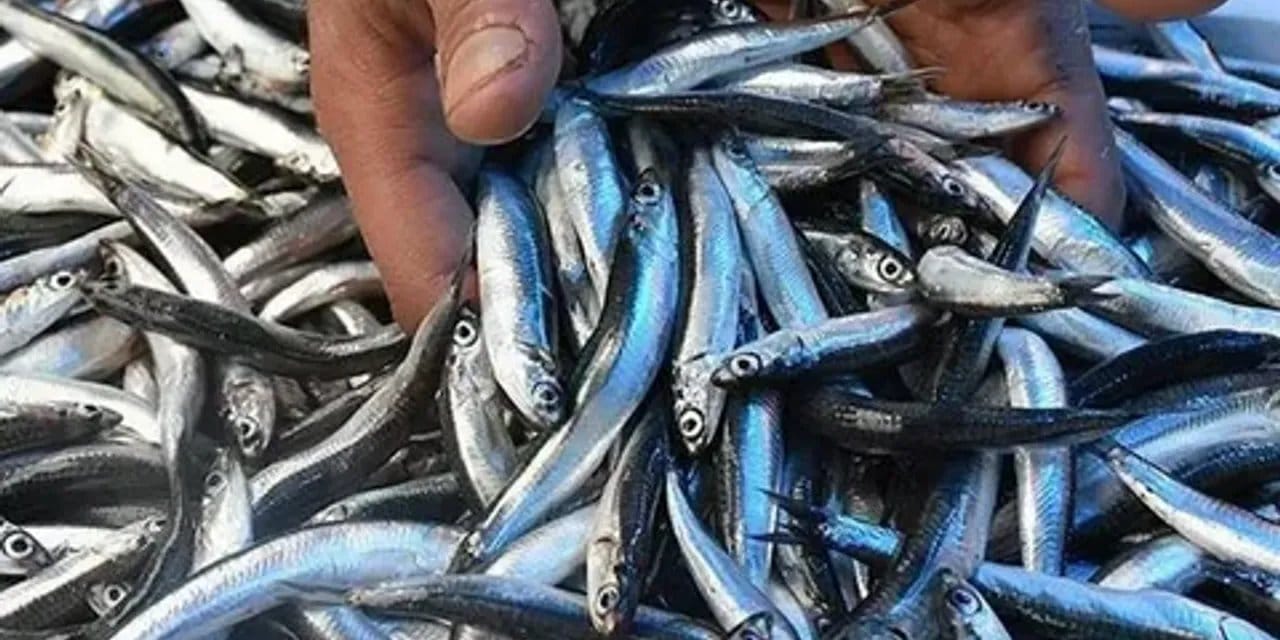 Ordu’da balıkçılar 500 kasa hamsiyle döndüler: Kilo fiyatı 100 liraya kadar düştü