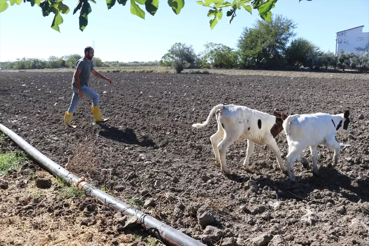 Davut Budamlı’nın Süt Çiftliği Hayali Gerçekleşti
