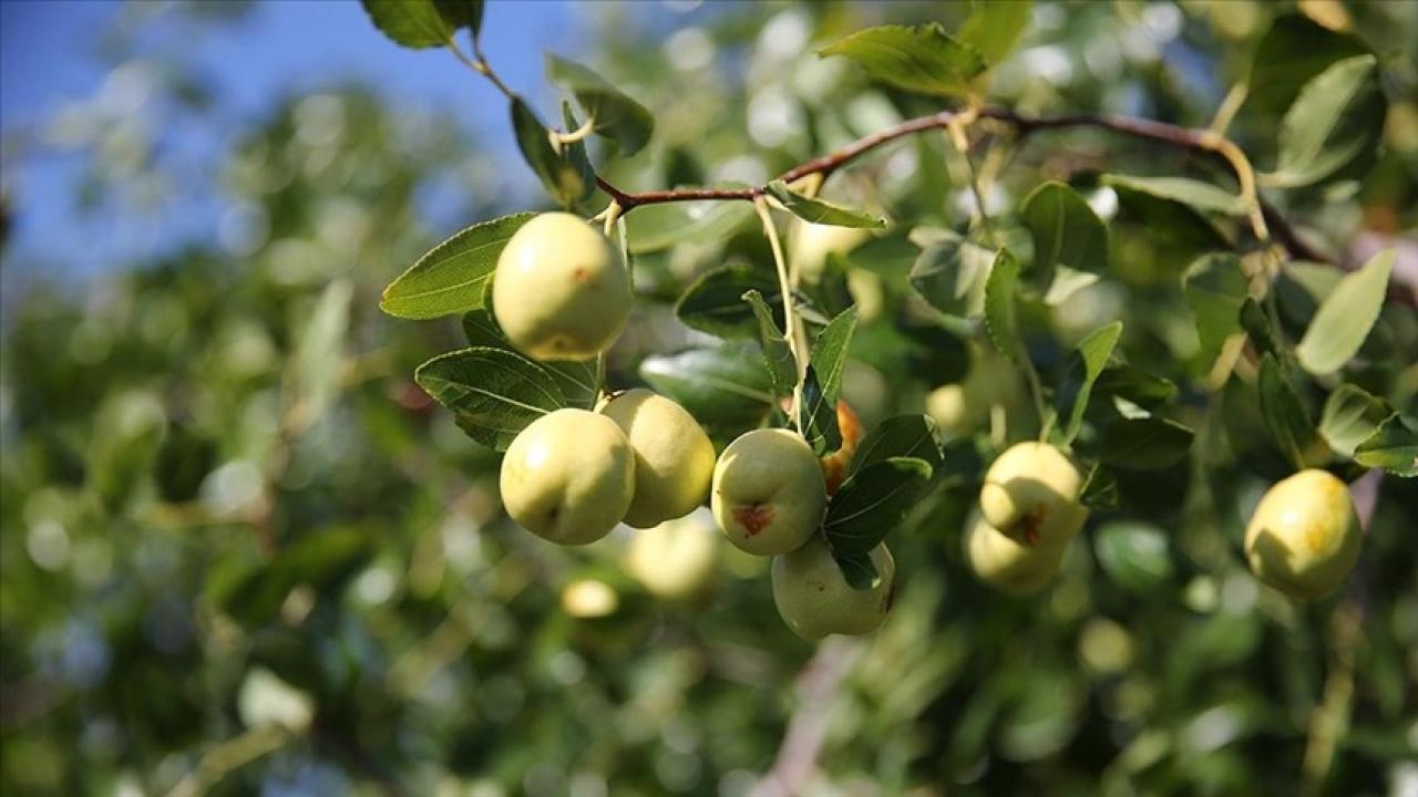 Edirne’de çiftçiler küçük arazilerini yüksek gelirli hünnap üretimiyle değerlendiriyor