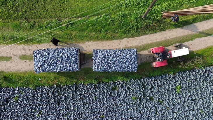 Kırmızı lahana hasadı başladı