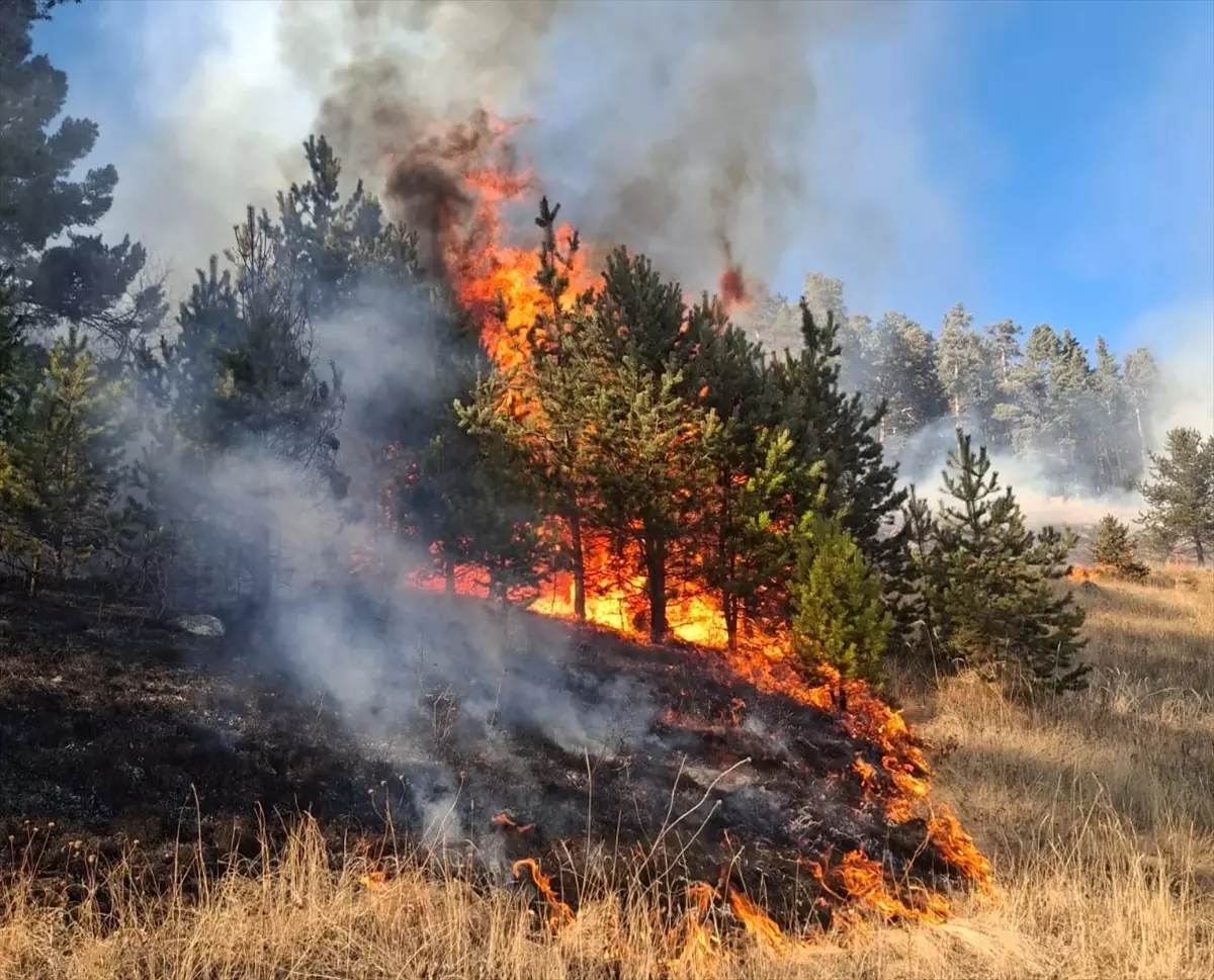 Şenkaya’da Orman Yangınları Kontrol Altına Alındı