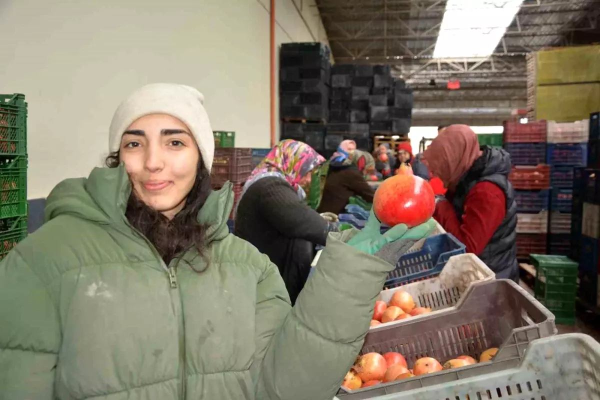 Antalya Nar İhracatı Başladı