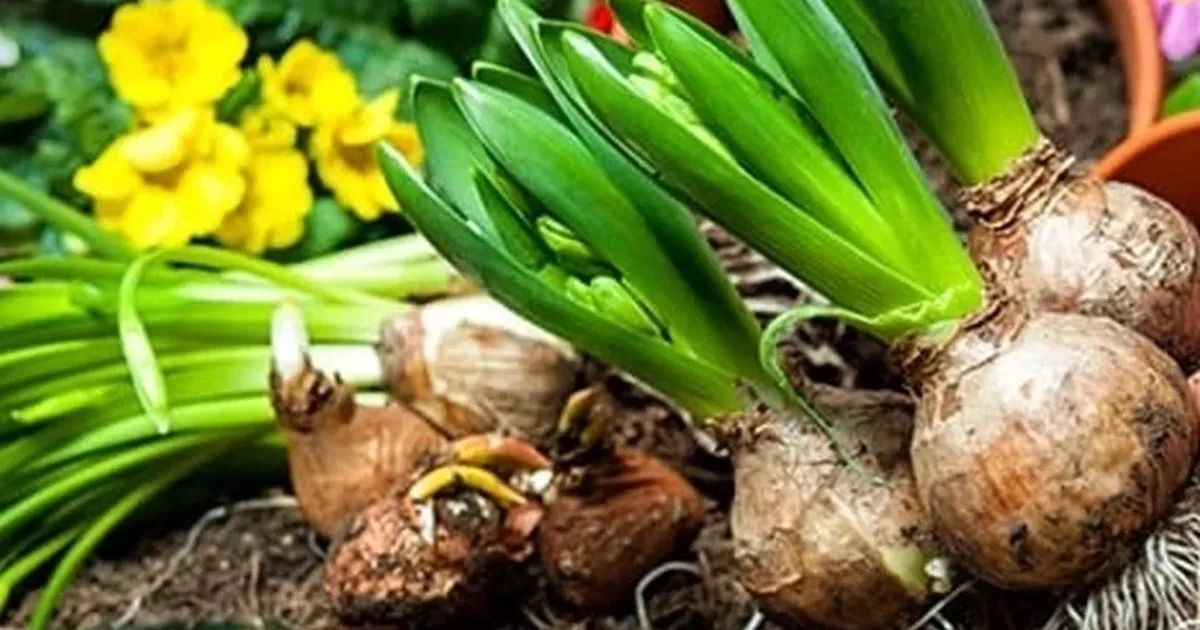İşte 2026 yılı doğal çiçek soğanlarının ihracat listesi
