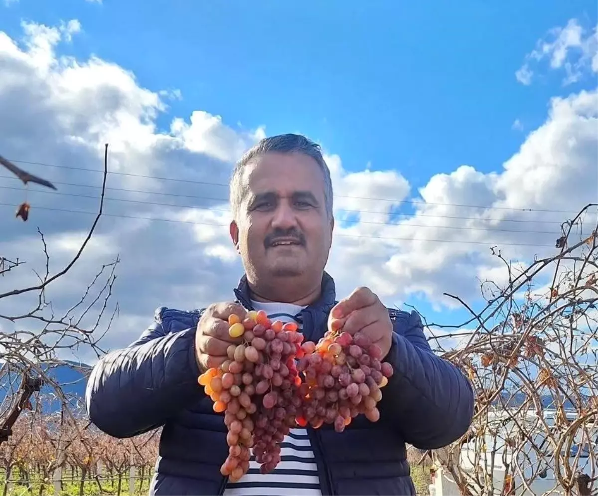 Kışın Taze Crimson Üzümü