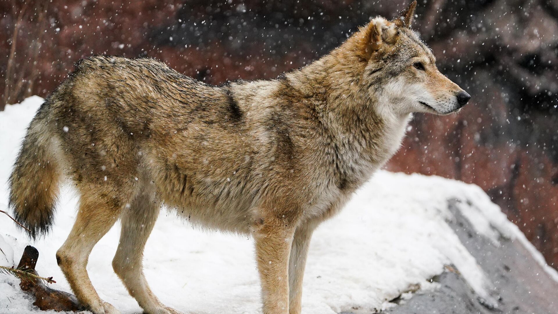 Köpeklerin genetik sırrı: Çoğunda kurt DNA’sı çıktı