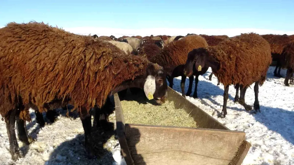 Muş’ta Kar Yağışı Besicileri Sevindirdi