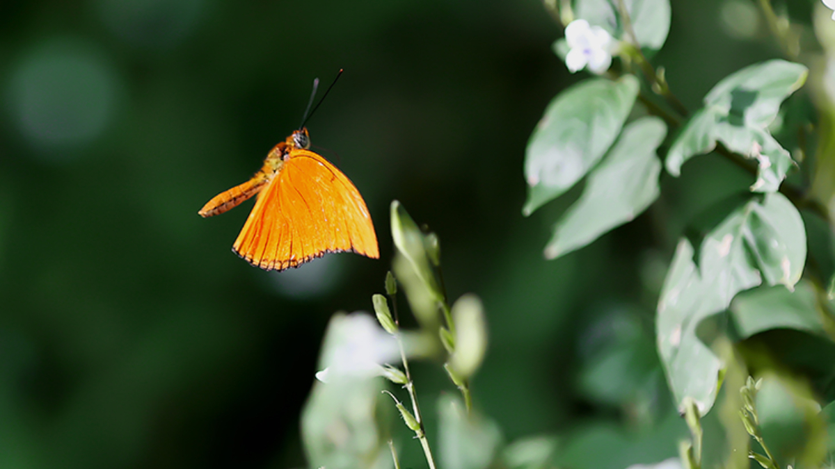 Şebiarus Haftası için tropikal kelebek bahçesi hazır