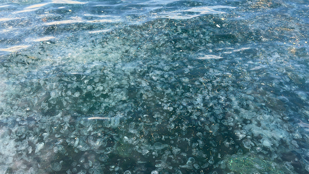 Üsküdar sahilinde binlerce denizanasının kıyıya vurduğu görüldü