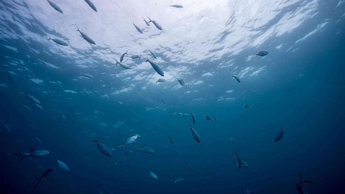 Araştırma: Tarım ilaçları balıkların yaşam süresini kısaltıyor | Euronews