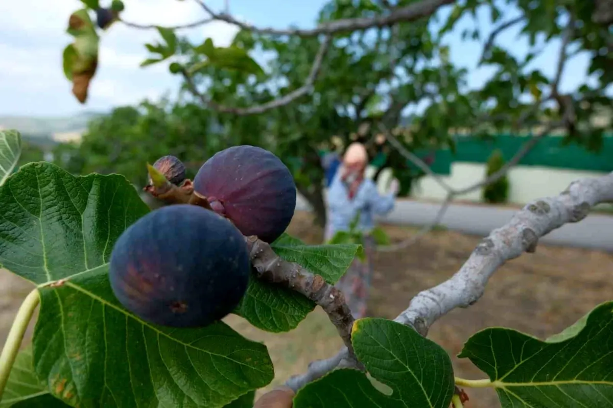 Bursa Siyah İnciri İhracatı Artışta