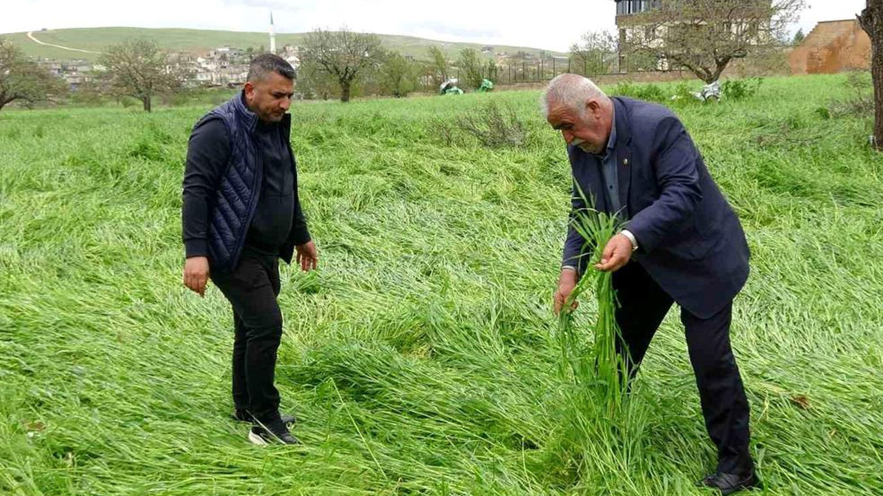 Gaziantep’te Süper Hücre Fırtınası: Binlerce Dönüm Tarım Arazisi Zarar Gördü