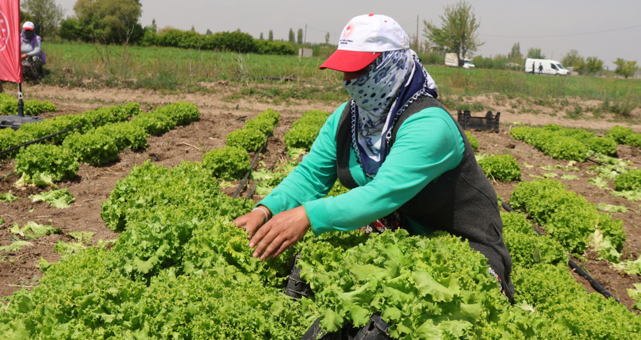 Iğdır’da Marul Hasadı Başladı: İlk Ürün Toplandı