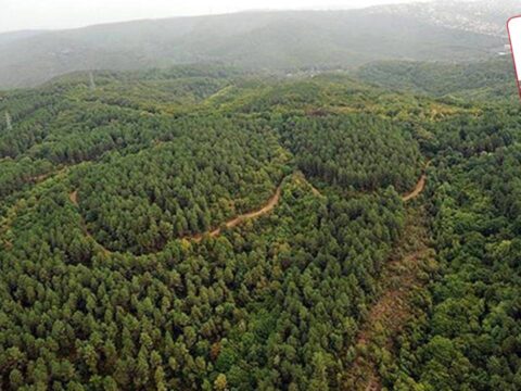 İktidar, Orman Yasası’ndaki Yetkileriyle 23 İlde Orman Alanlarını Sınır Dışı Etti: Genişletilmiş Ek Düzenlemeler Geliyor!